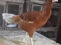 Chickens — sawirka 1