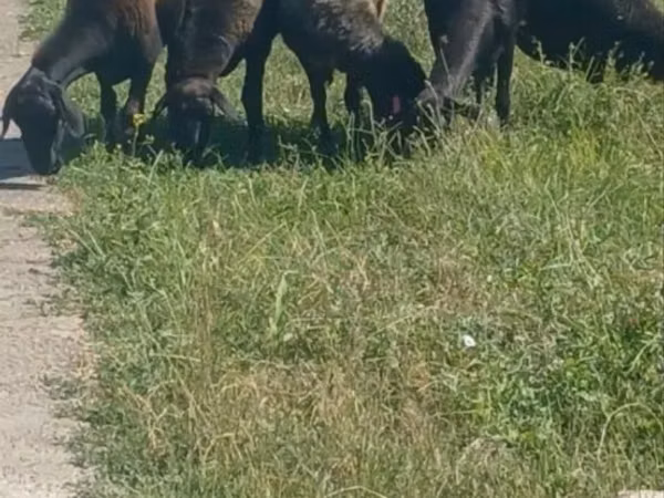 Sheep, Sheep — Uzbekistan