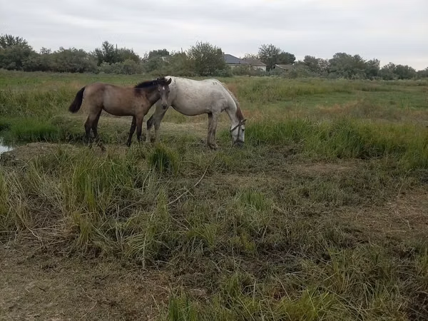Mare, Horses — Azerbaijan
