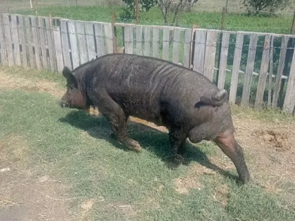 Boar, Pigs — Georgia