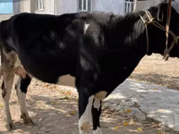 Cow, Russian Black pied cattle — photo 1