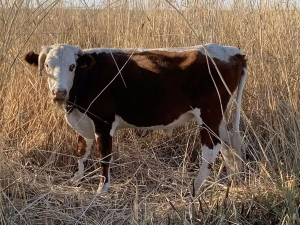 公牛, Kazakh White-headed cow — 哈萨克斯坦
