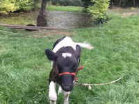 Гов, Russian Black pied cattle — акс 3