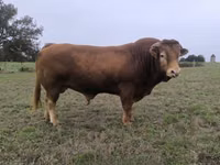 Bou, Vaca Limousine — foto 2