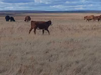 गाय, Latvian Blue cattle — फ़ोटो 3