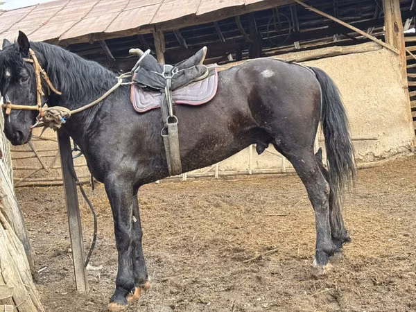 Horse (M), Horses — Kyrgyzstan