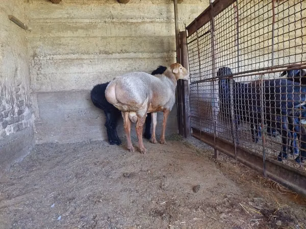 Ram, Arashan sheep — Kazakhstan