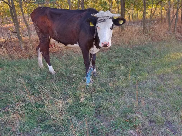 Cow, Cattle — Moldova