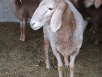 የጎትት አውራ በግ, Sheep — ፎቶ 5
