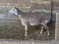 Sheep, Sheep — photo 1