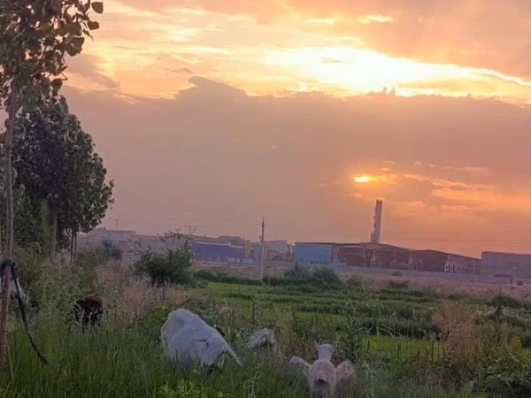 Goat, Goats — Uzbekistan