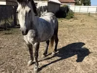 Horse (M), Horses — photo 3