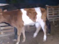 วัวตัวเมีย, Simmental cattle — รูปภาพ 3