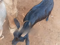 ፍየሎች (ቡድን፣ ጾታ አልተጠቀሰም), Goats — ፎቶ 2