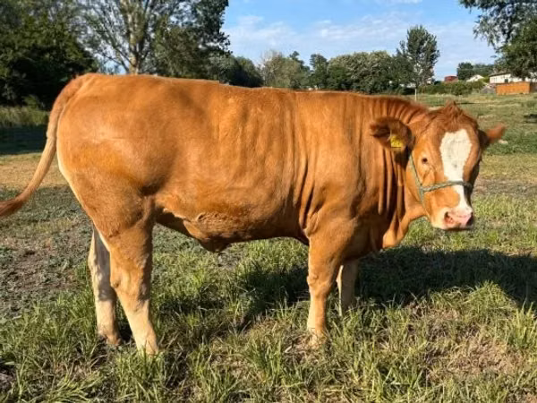 Krava, Simmental cattle — Мађарска