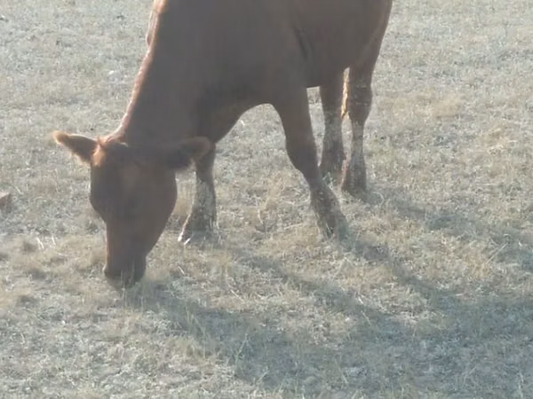 Cow, Cattle — Kazakhstan