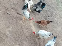 Chickens — 照片 3