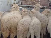 Oaie, Merino sheep — foto 3
