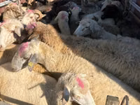 میش, گوسفند — عکس 3