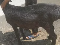 Кочкор, Койлор — сүрөт 1