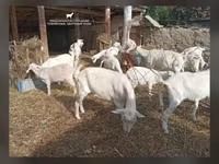 Billy Goat, Saanen goat — photo 3