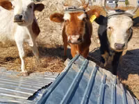 Toro, Bovini — foto 1