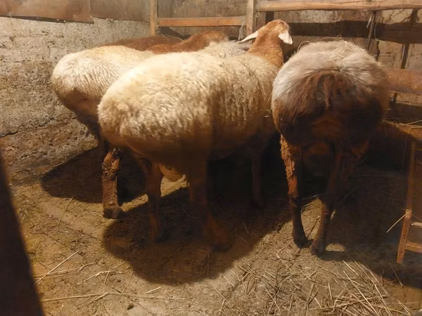 Kambing jantan, Arashan sheep — Kazakhstan