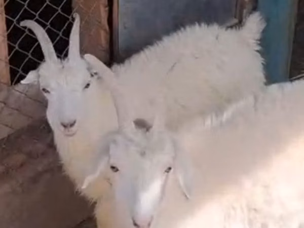 Cabra, Cabras