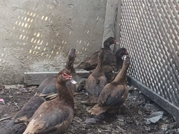Ducks — Azerbaijan