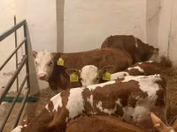 Bou, Simmental cattle — foto 5