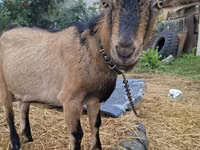 Ged, Alpine goat — foto 1