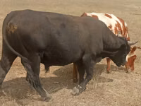 公牛, Aberdeen-Angus — 照片 1