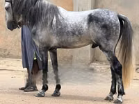 Fardo (xirmo, jins lama sheegin), Horses — sawirka 4