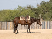 雌馬, Quarter Horse — 写真 6