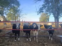 Ko, Russian Black pied cattle — foto 3
