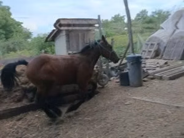 Horse (M), Horses — Hungary