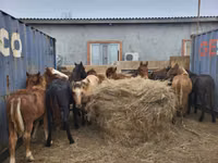 Horse (M), Horses — photo 5