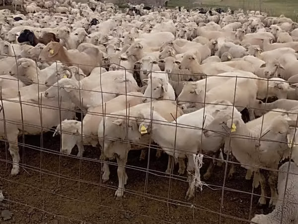 Får, Merino sheep