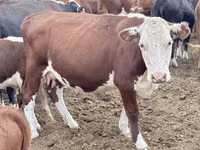 Cow, Latvian Blue cattle — photo 4