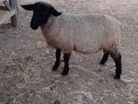 Ram, White Suffolk sheep — photo 1