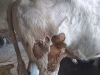 सांड, Simmental cattle — फ़ोटो 2