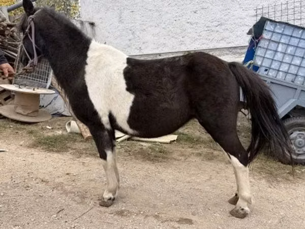 Klisna, Koně
