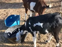 Koza, Beetal goats — foto 1
