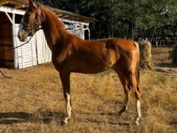 Jument, Dutch warmblood horse