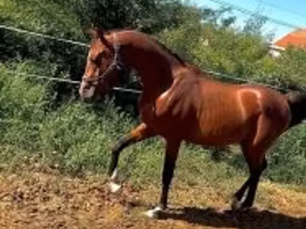 ঘোড়া, Arabian horse