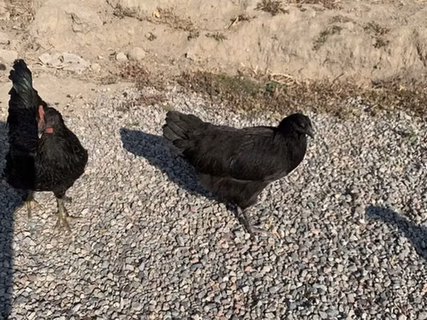 Chickens