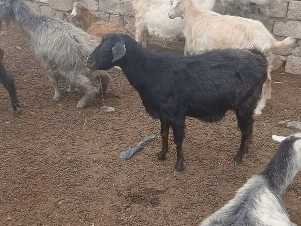 Goat, Goats