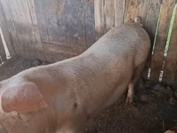 مادہ سؤر, سور — ہنگری