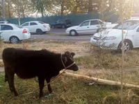Sapi, Cattle — foto 3
