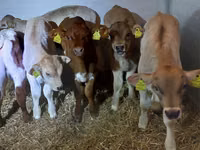 Sığır (parti, cinsiyet belirtilmedi), Simmental cattle — foto 4